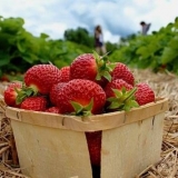 Priprema tla za jesenju sadnju jagoda